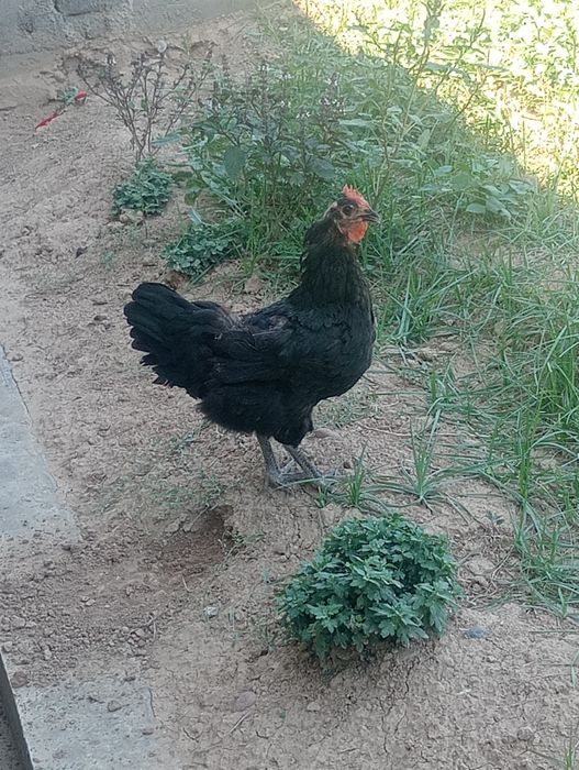 Qora shaxzoda sotiladi