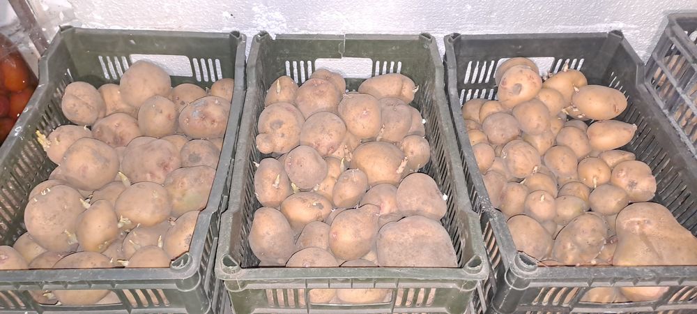 Продам картофель