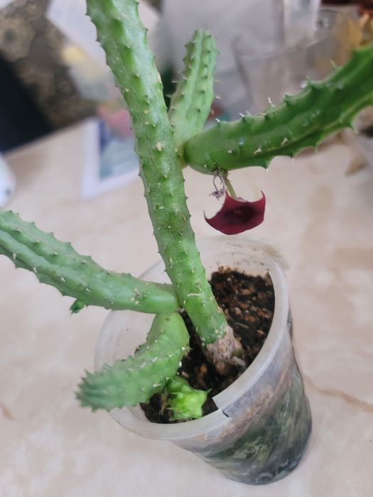 Комнатные растения