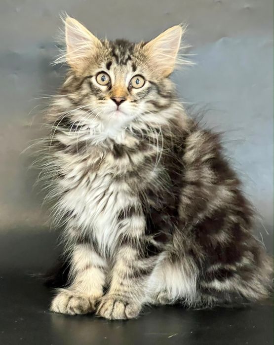 Норвежский лесной котенок, питомник Great Empire