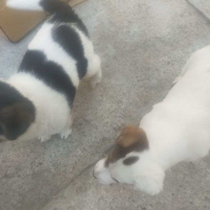 Продам двух щенков,очаровашка,Томас и Бони.