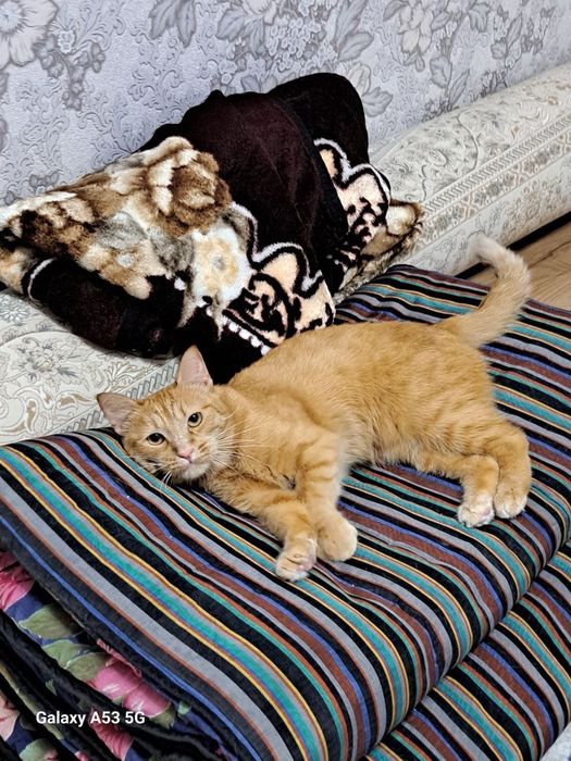 Отдам кошечку в добрые руки