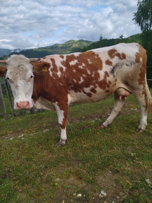 De vanzare vaca buna de lapte