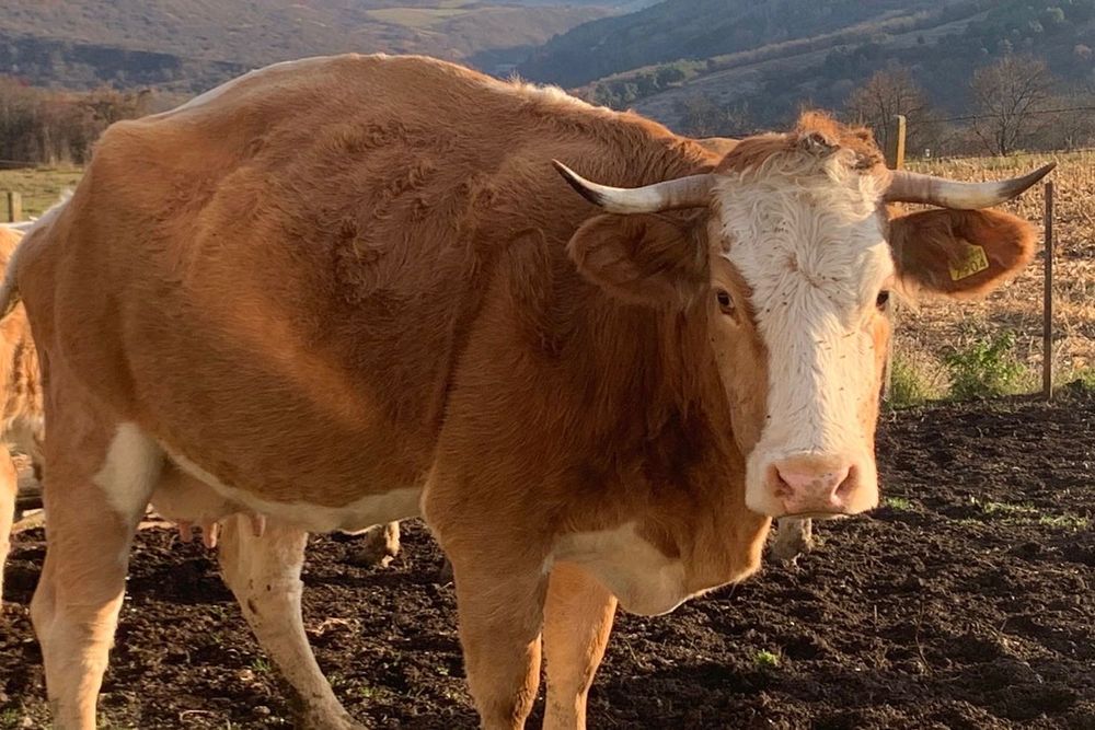 Vând vacă gestantă