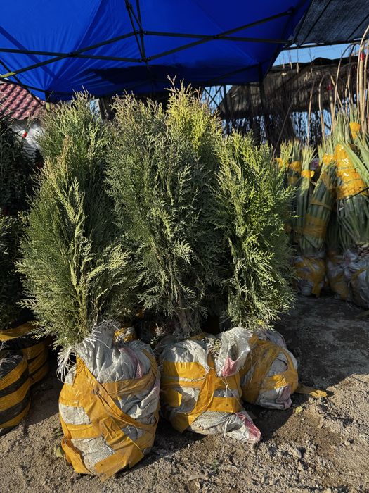 Продаются туи книжки оптом