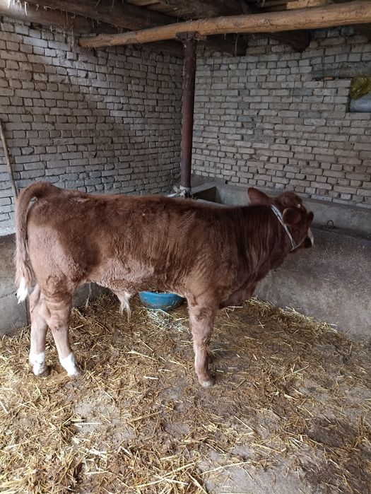 Сментал новвосча сотилади.СОТИЛДИ