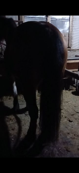 Iapa de 6 ani de vânzare