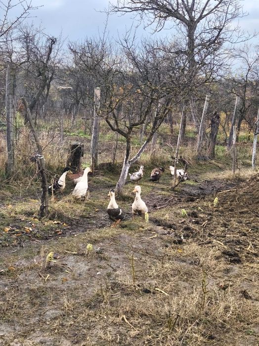 Vând rate românești