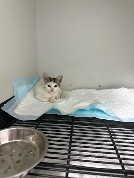 Малко женско коте търси дом