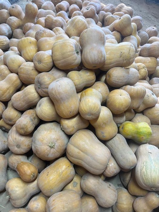 Асқабақ ұрығы(Семена тыквы)