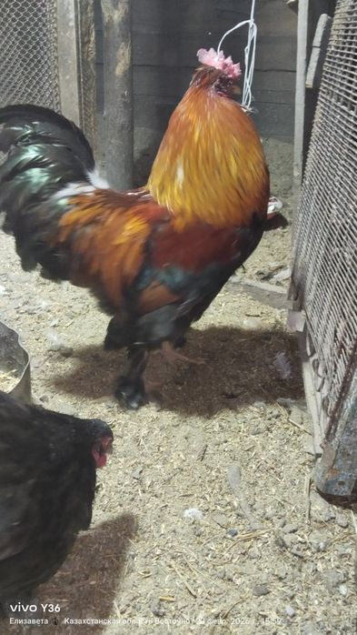 Поместный брама .