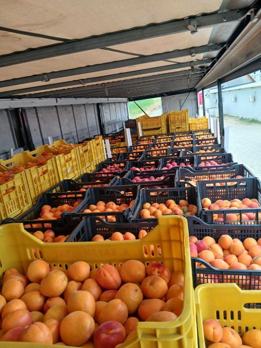 Caise bune pentru palincă țuică, dulci și bine coapte, livrare rapidă la domiciliu