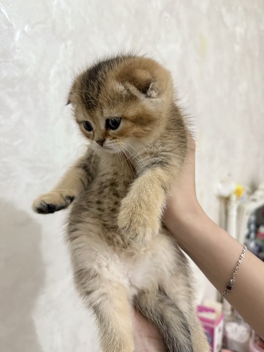 продаются котята шиншилы