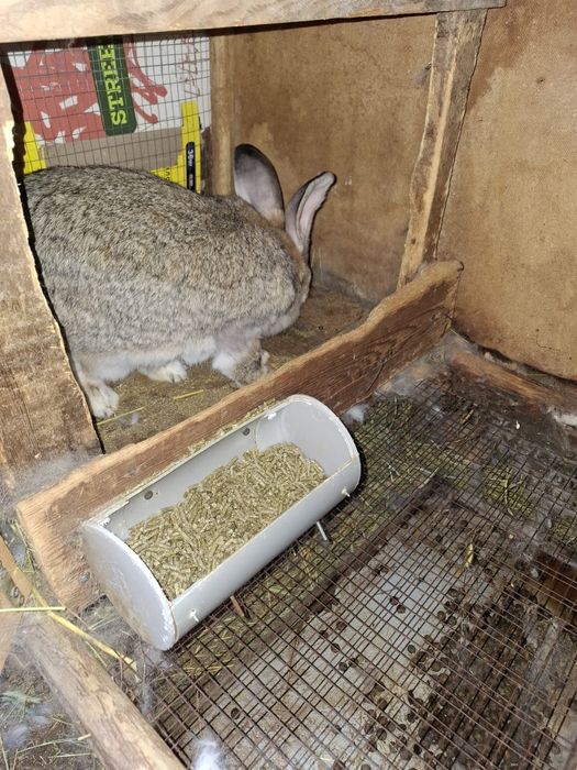 Великан куён эркак