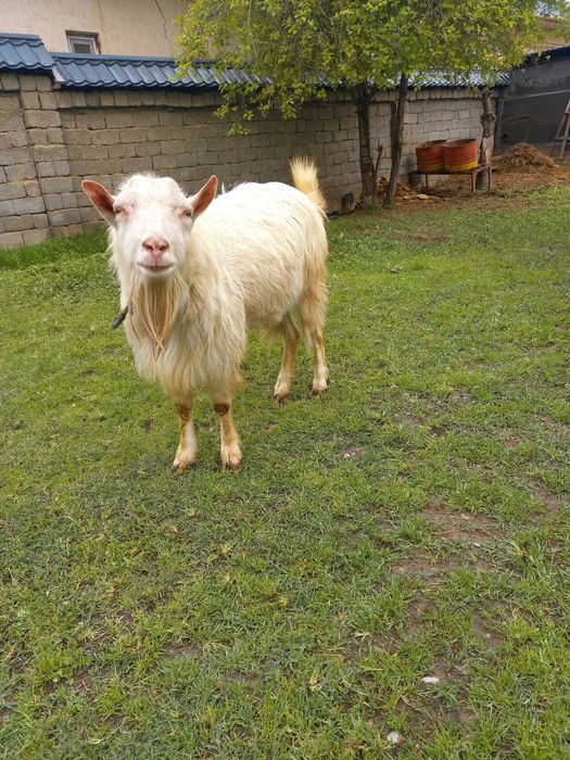 Теке  сатылады. Заанен