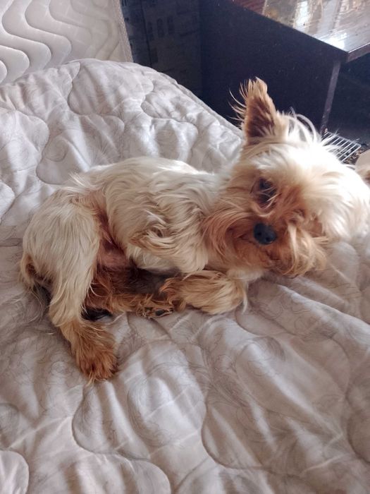 Продам  мини Йорка мальчик