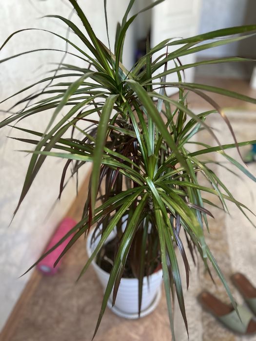 Продам комнатные цветы