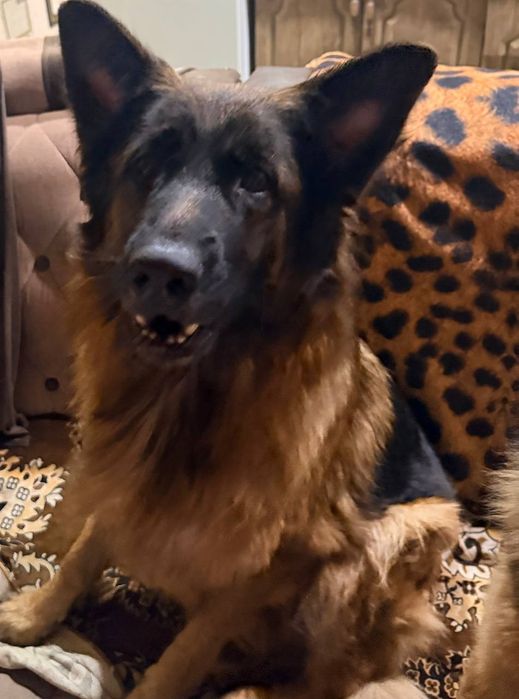 НЕМЦКАЯ АВЧАРКА длиношерстная