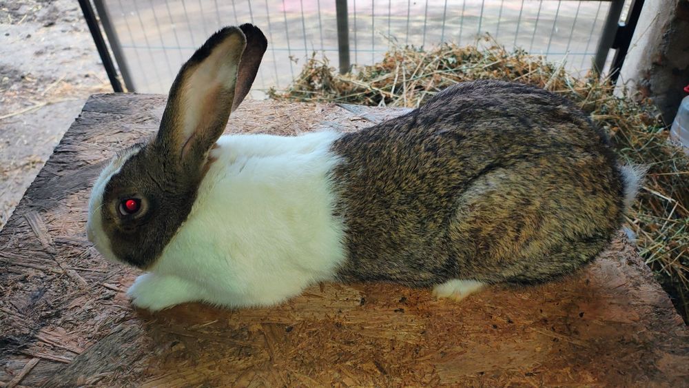 Iepuri  Hycole Francez Masculi