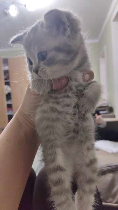 Шотландская девочка