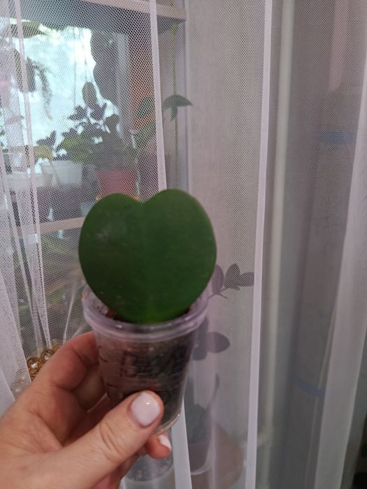 Продам комнатные цветы разные