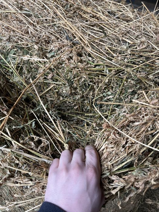 Vand lucerna ,calitate foarte buna