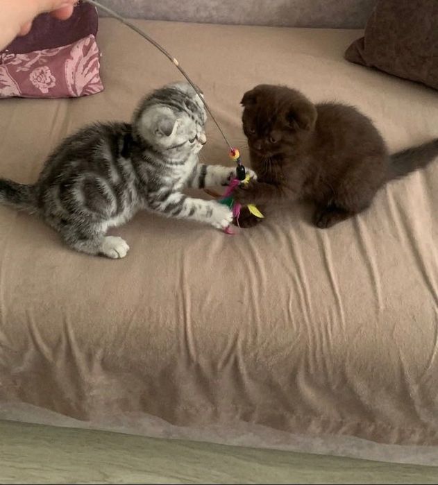 Котята шотландцы