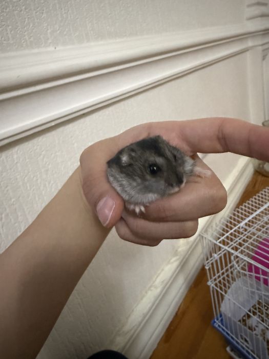 Джунгарский хомячок