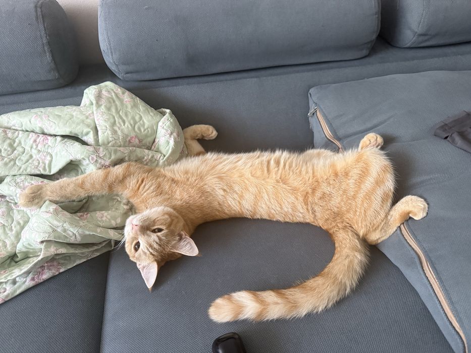 Котенок в хорошие руки