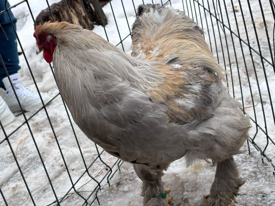 Cocoș Brahma isabel