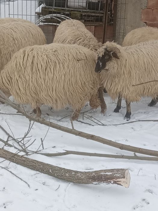 Vind 8 mioare și un berbec la alegere din 2