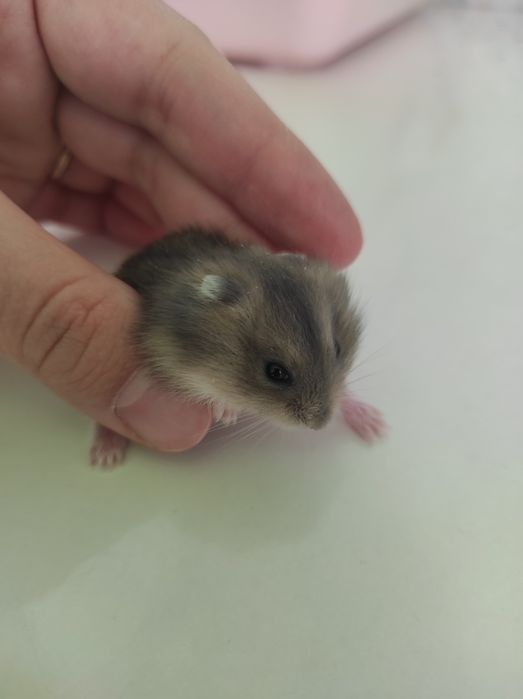 Хомяк джунгарский