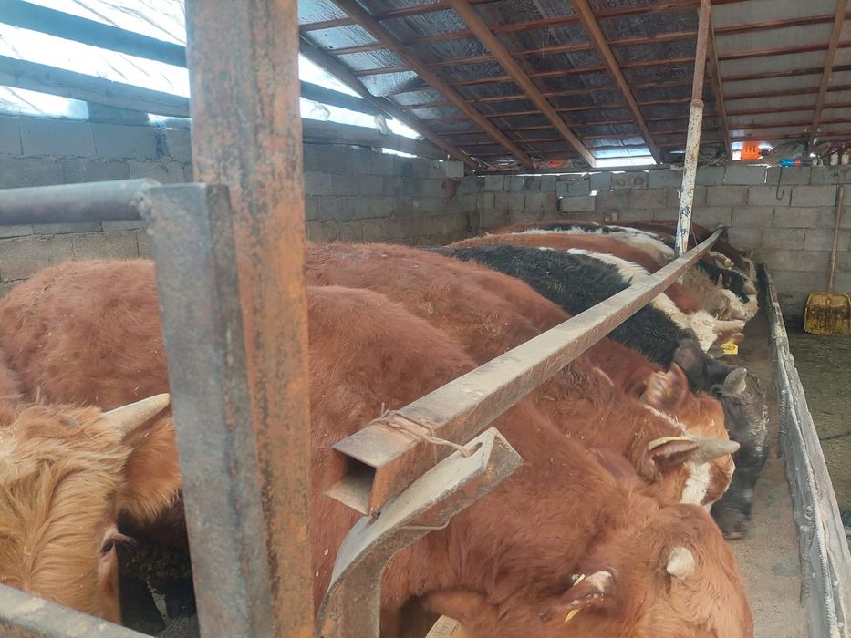 Продаются  бычки