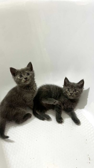 Отдам котят в добрые руки