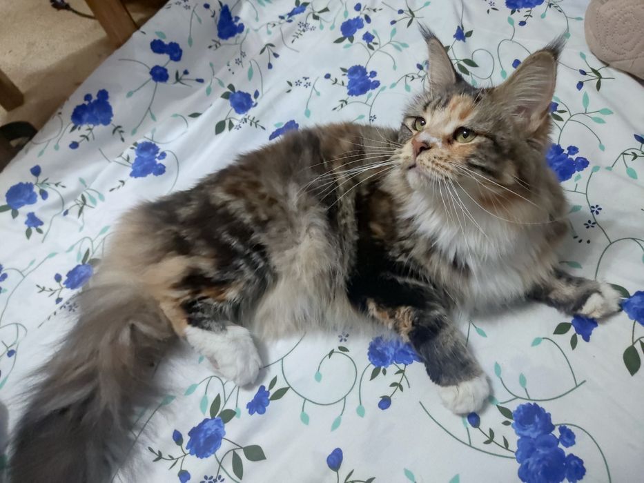 Кошка Мейн Кун срочно продаю