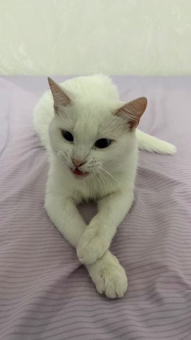 Срочно!! Отдам в добрые руки двух кошек