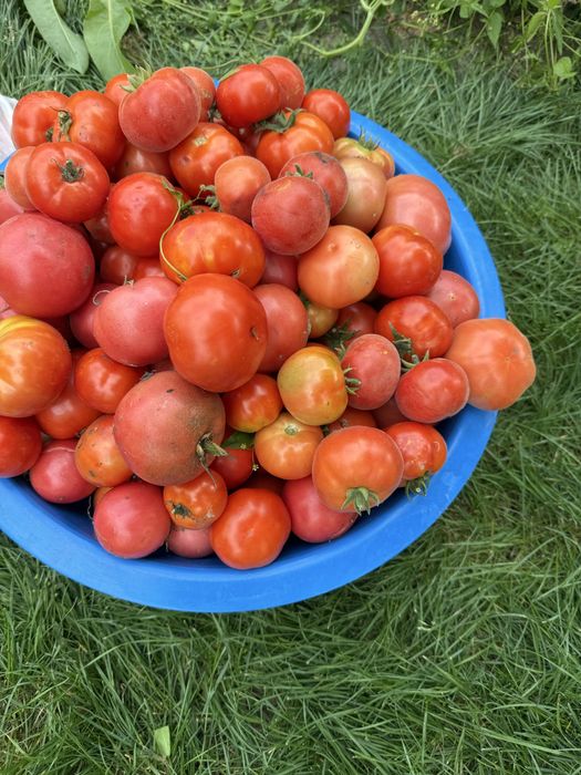 Продам домашние помидоры с огорода