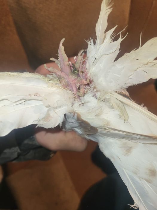 Голуби игравые нада гонят