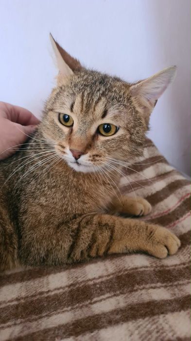 Motanul LEO spre adoptie