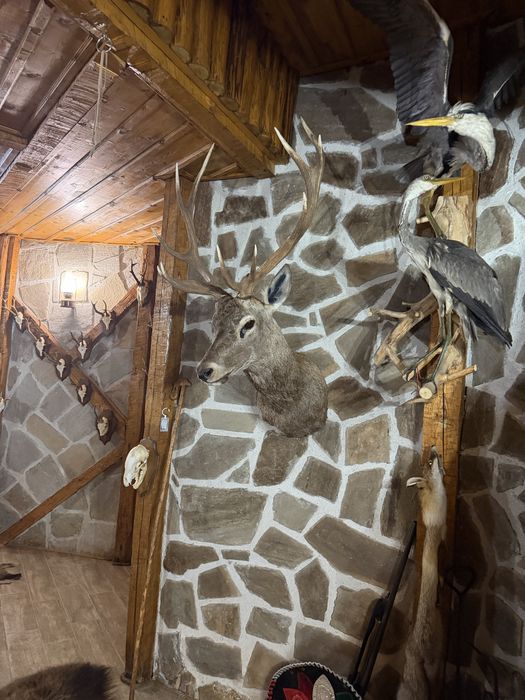 Трофеи от благороден елен