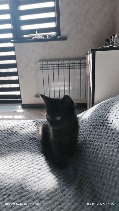 Котенок 2 месеца