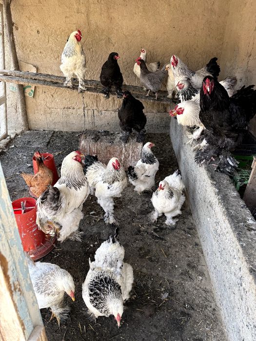 Брамо Товук ва Хорозлар Тоза парода