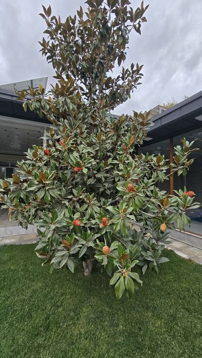 Аренда новой дачи в чарваке