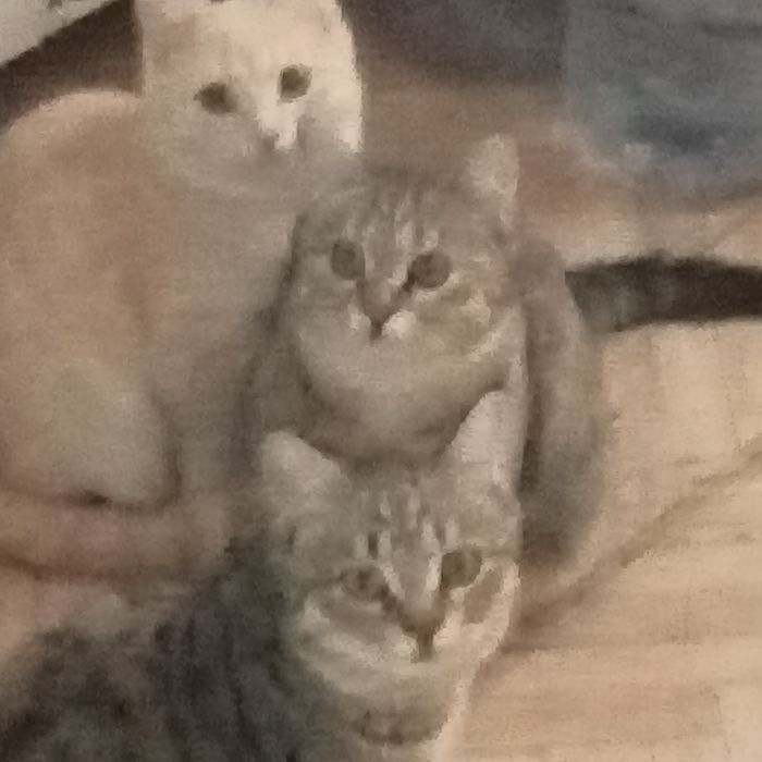 Раздам котят 4,5 месяца. Британцы короткошерстные