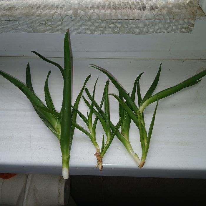 Обменяю черенки алоэ