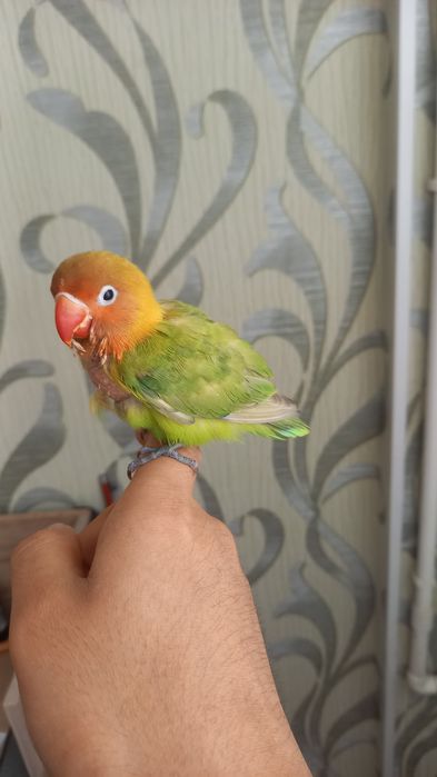 ручной папугай сотилади