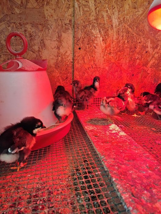 Pui de Marans ;Australorp:Crem legbar; Olive