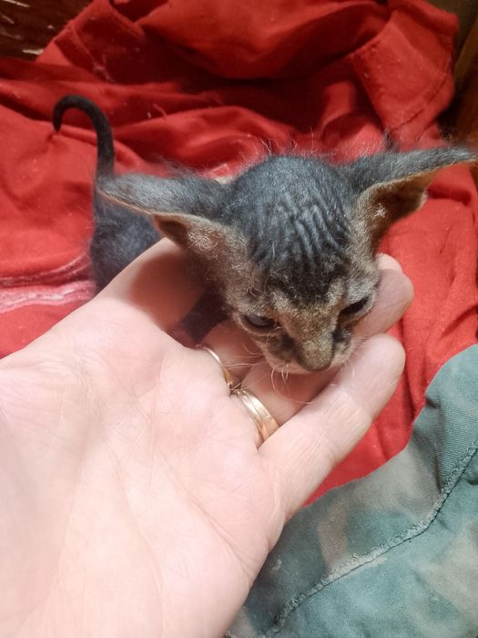 Котята сфинкс 1 месяц