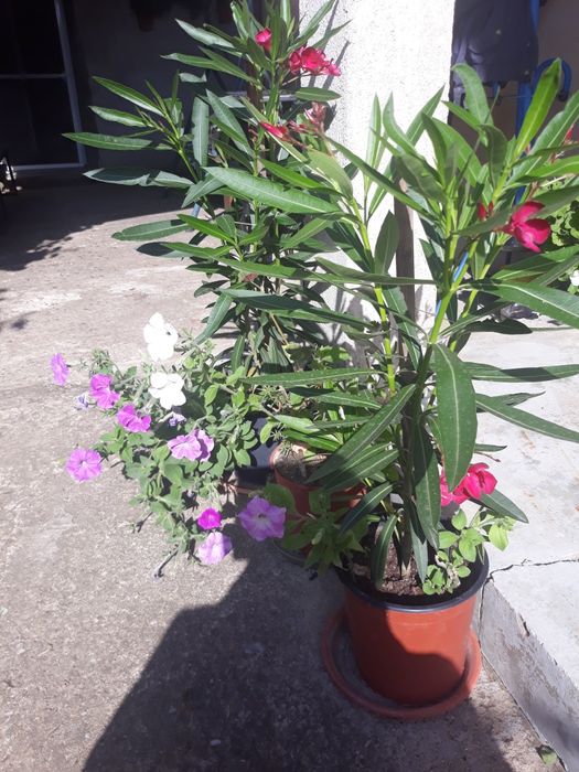 Vind leandri ,alb roz , roșu și