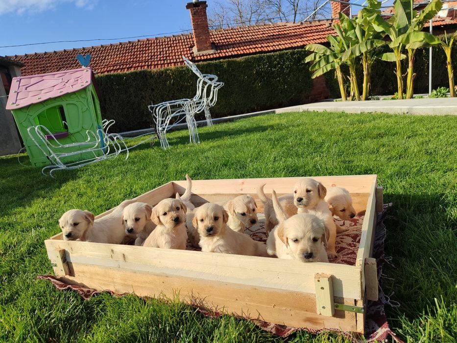 Голдън  ретривър